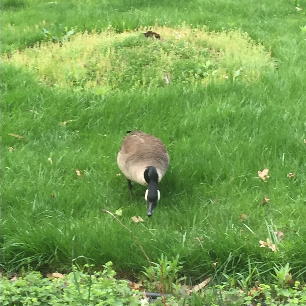 Meet your Posher, Lama